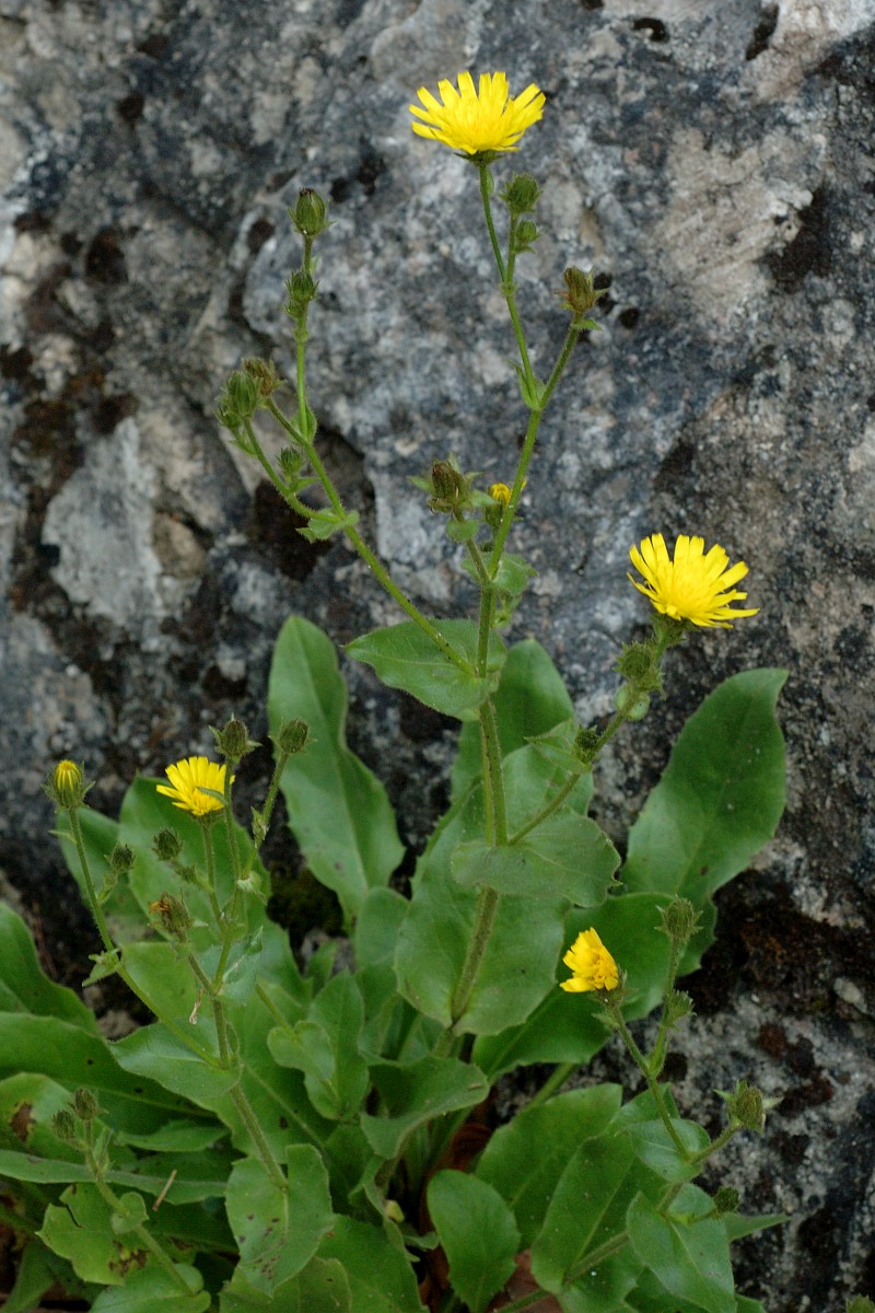 Picris hieracioides, Hawkweed Oxtongue